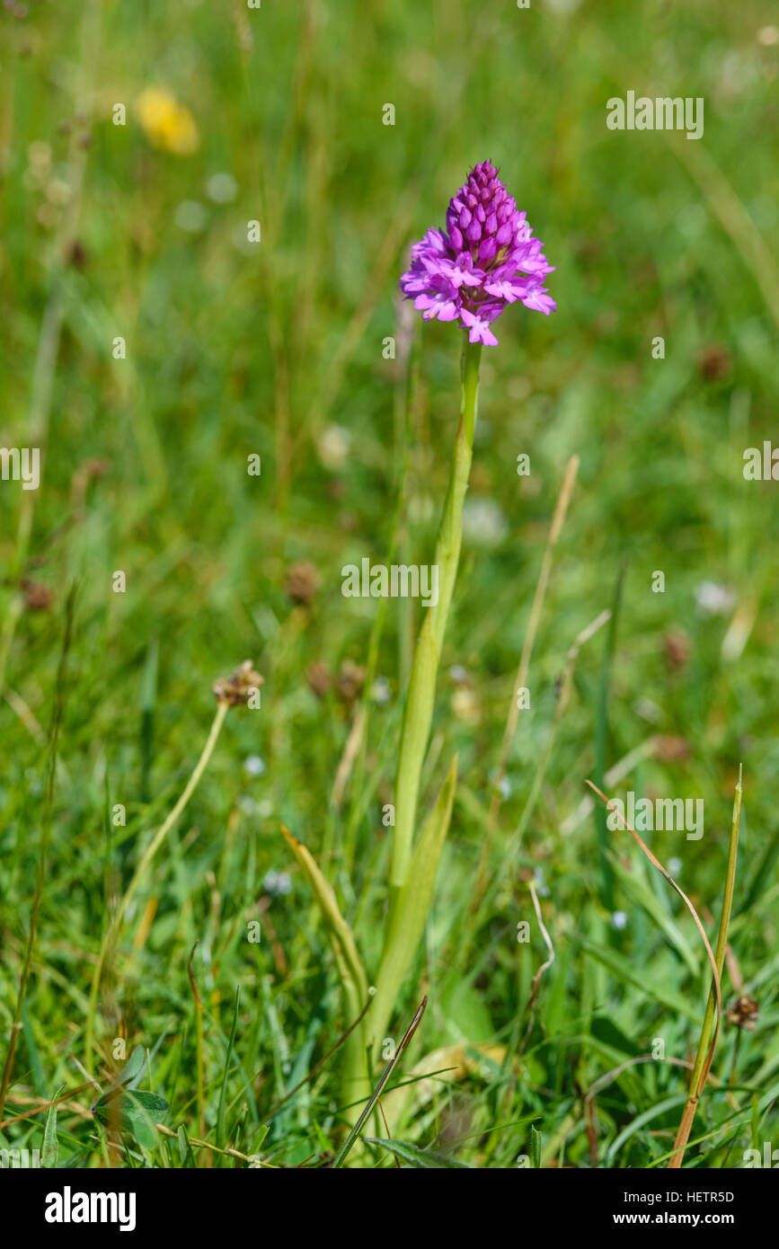 Anacamptis pyramidalis, orchidée pyramidale, wildflower, Carrick, Dumfries et Galloway, Écosse Banque D'Images