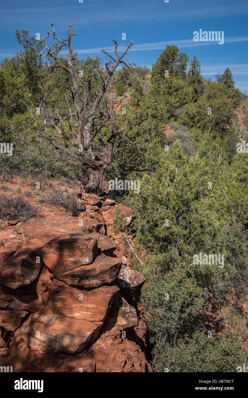 Arbre mort altérés sur le long de la falaise de roche rouge Baldwin Trail à Sedona, Arizona. Banque D'Images