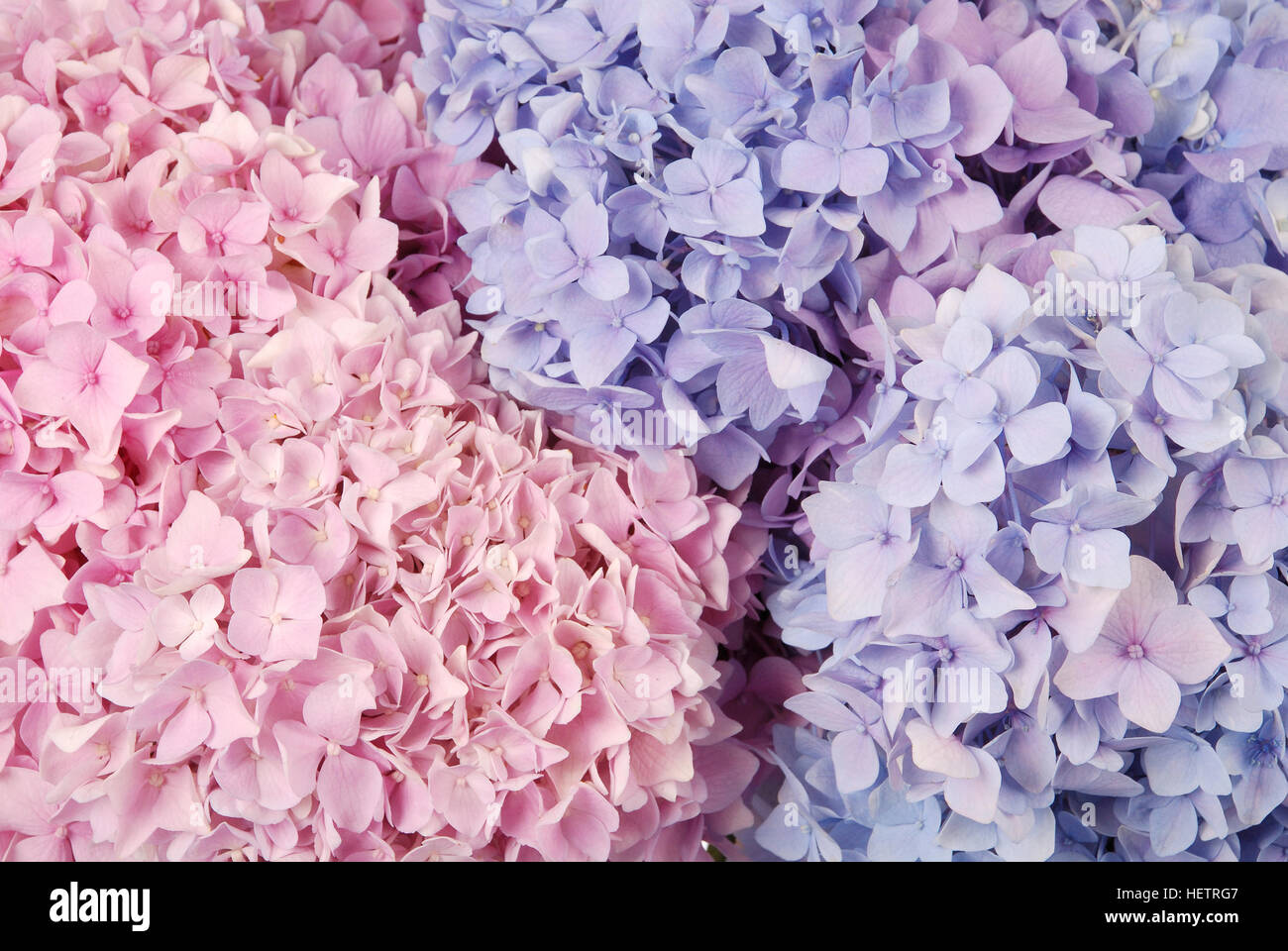 Belle rose et bleu fond de fleurs d'hortensias. Couleur naturelle. Banque D'Images