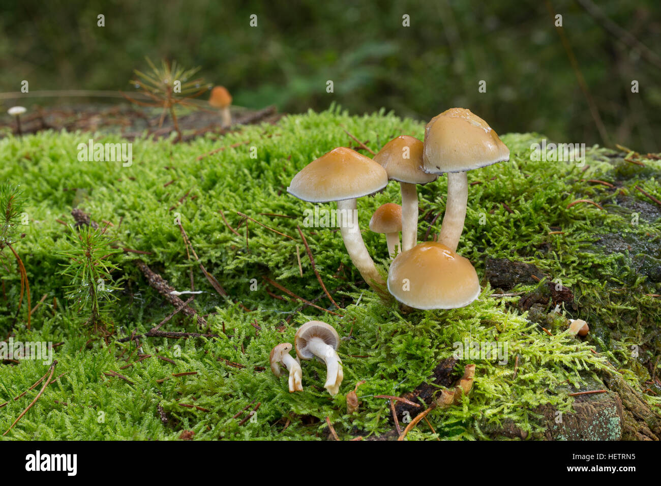 Rauchblättriger Graublättriger Schwefelkopf Schwefelkopf,,, Hypholoma capnoides Schwefelkopf plus doux, touffe de conifères Banque D'Images