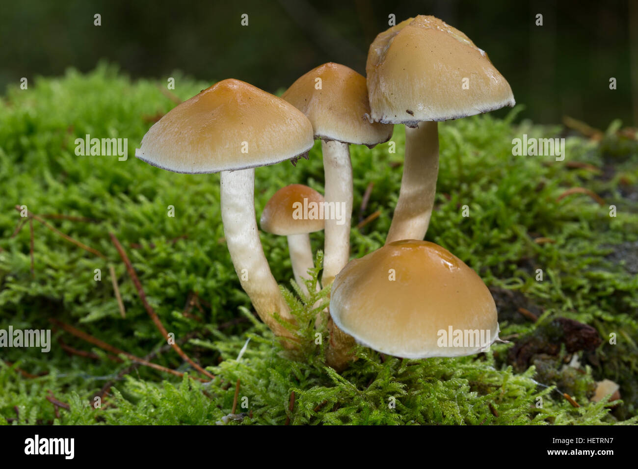 Rauchblättriger Graublättriger Schwefelkopf Schwefelkopf,,, Hypholoma capnoides Schwefelkopf plus doux, touffe de conifères Banque D'Images