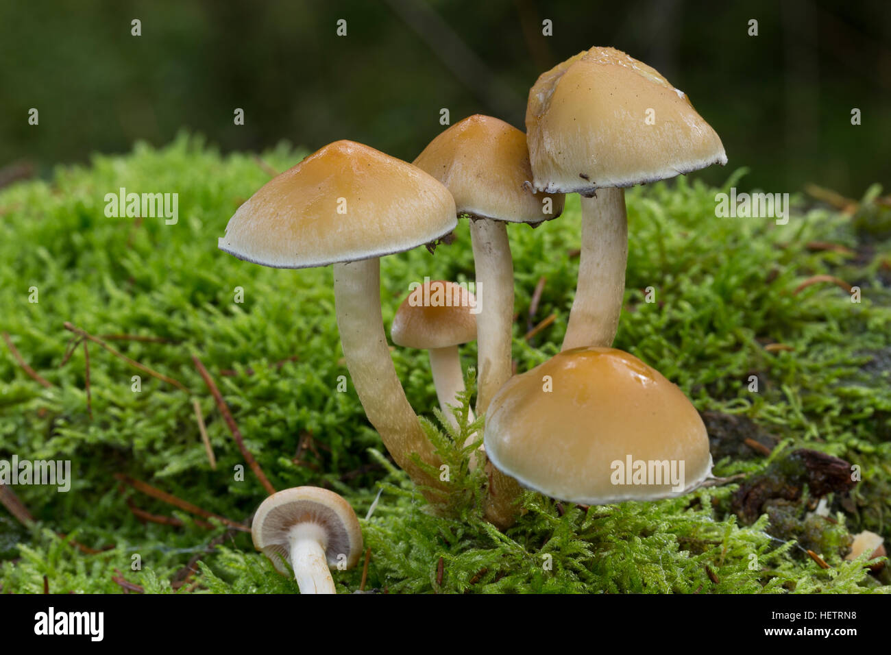 Rauchblättriger Graublättriger Schwefelkopf Schwefelkopf,,, Hypholoma capnoides Schwefelkopf plus doux, touffe de conifères Banque D'Images