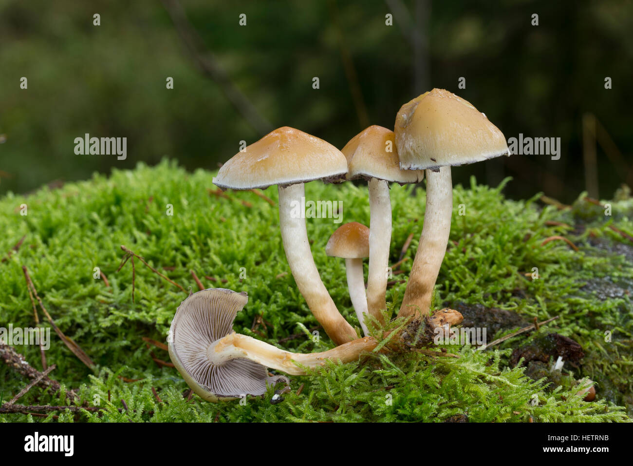 Rauchblättriger Graublättriger Schwefelkopf Schwefelkopf,,, Hypholoma capnoides Schwefelkopf plus doux, touffe de conifères Banque D'Images