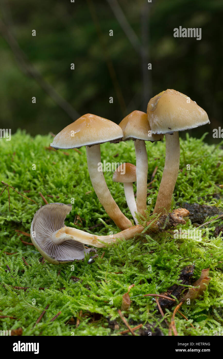 Rauchblättriger Graublättriger Schwefelkopf Schwefelkopf,,, Hypholoma capnoides Schwefelkopf plus doux, touffe de conifères Banque D'Images