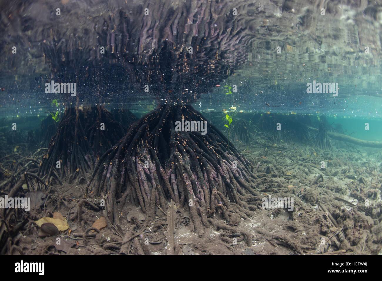 Jusqu'en eaux peu profondes, les racines de mangrove soutenir arbres croissant sur le bord d'une île dans les Îles Salomon. Banque D'Images