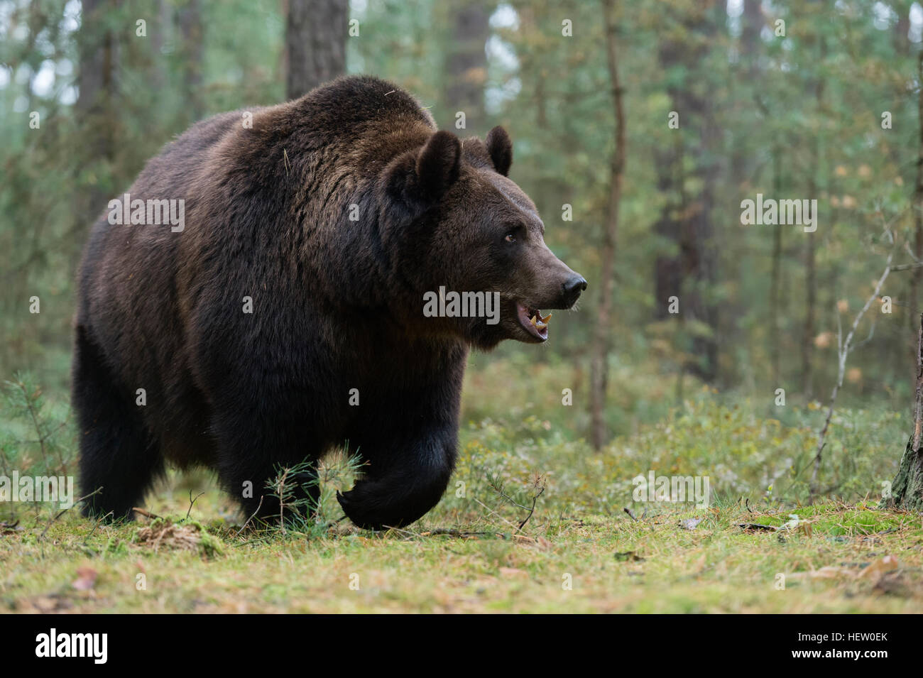Ours brun européen / Braunbaer ( Ursus arctos ) marcher si les sous-bois de la lisière d'une forêt de pins. Banque D'Images