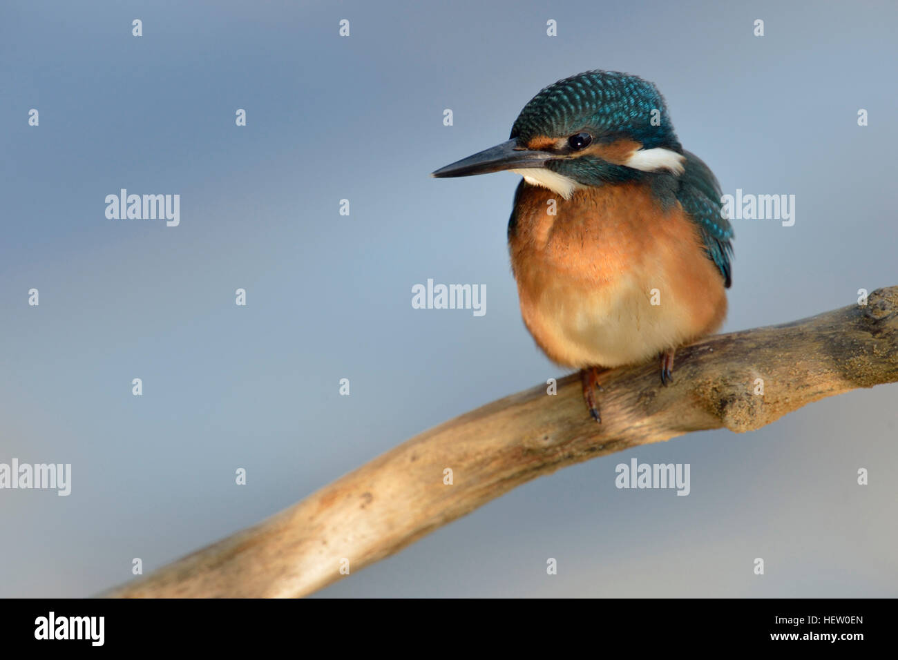 Kingfisher Alcedo atthis commun ( ), jeune oiseau, à part entière, assis dans un spot, chasse, vue frontale, l'arrière-plan. Banque D'Images