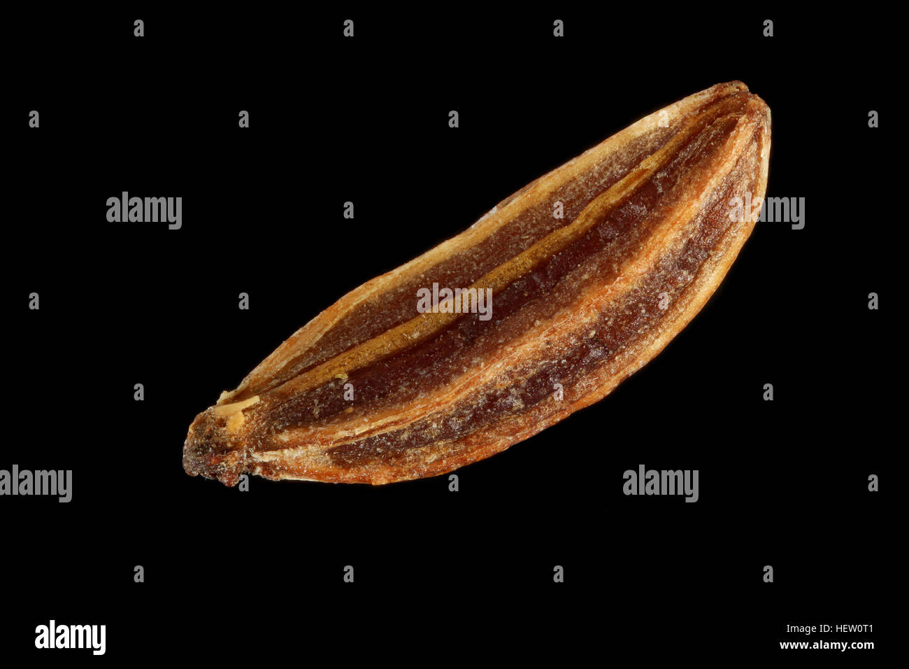 Carum carvi, cumin, kümmel, semences, Close up, la taille de la semence 3-5 mm Banque D'Images