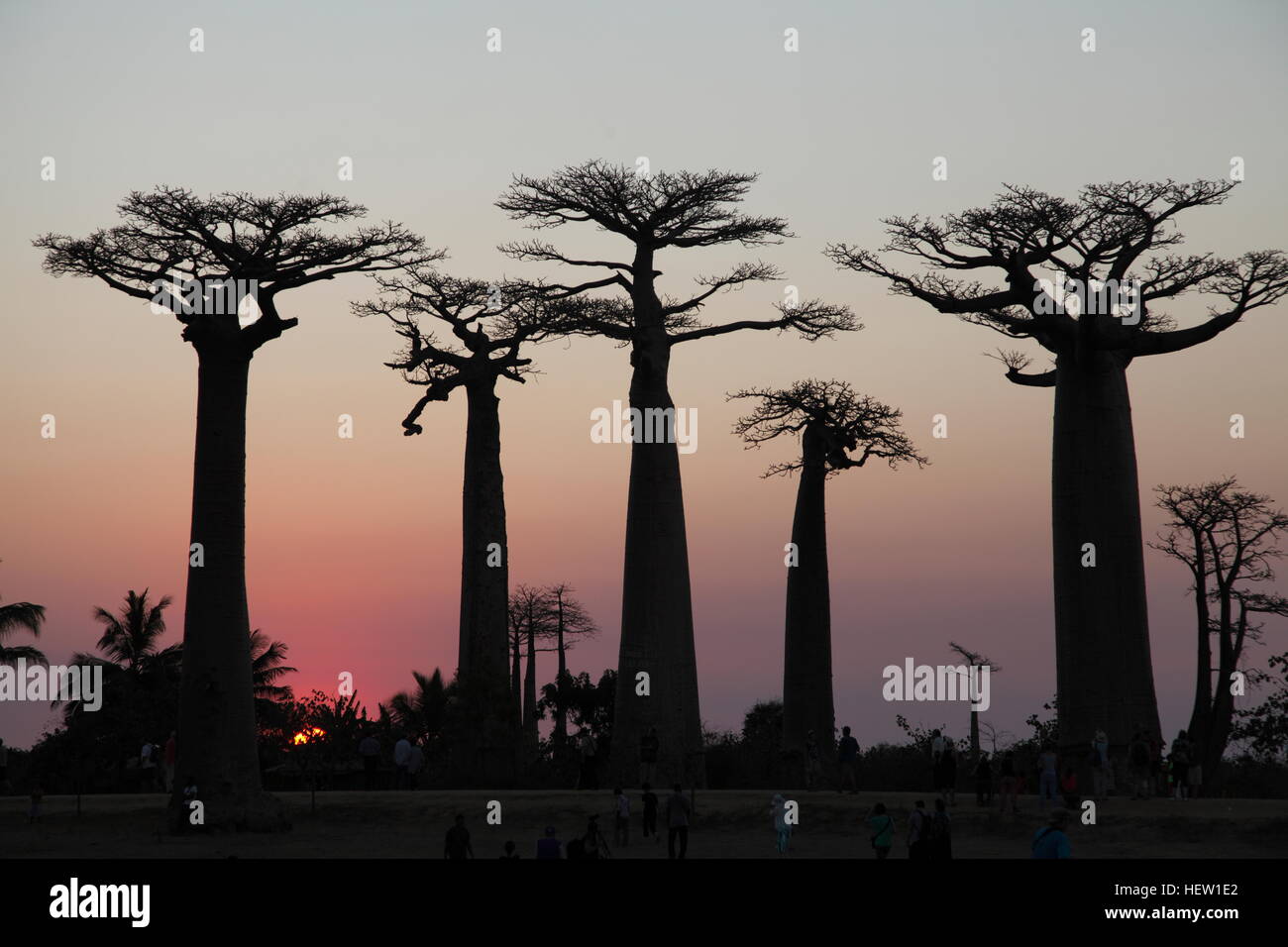 Avenue des Baobabs au coucher du soleil près de Morondava, Madagascar Banque D'Images