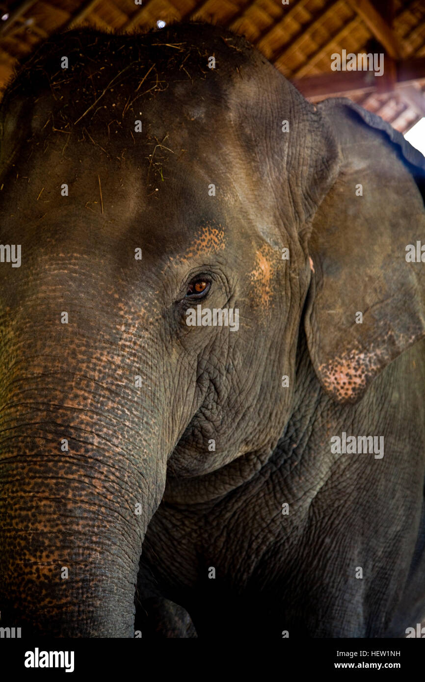 Sauver les éléphants Banque D'Images