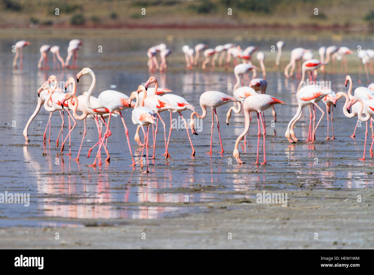 La migration annuelle de flamingo à Lac salé de Larnaca, Chypre. Banque D'Images