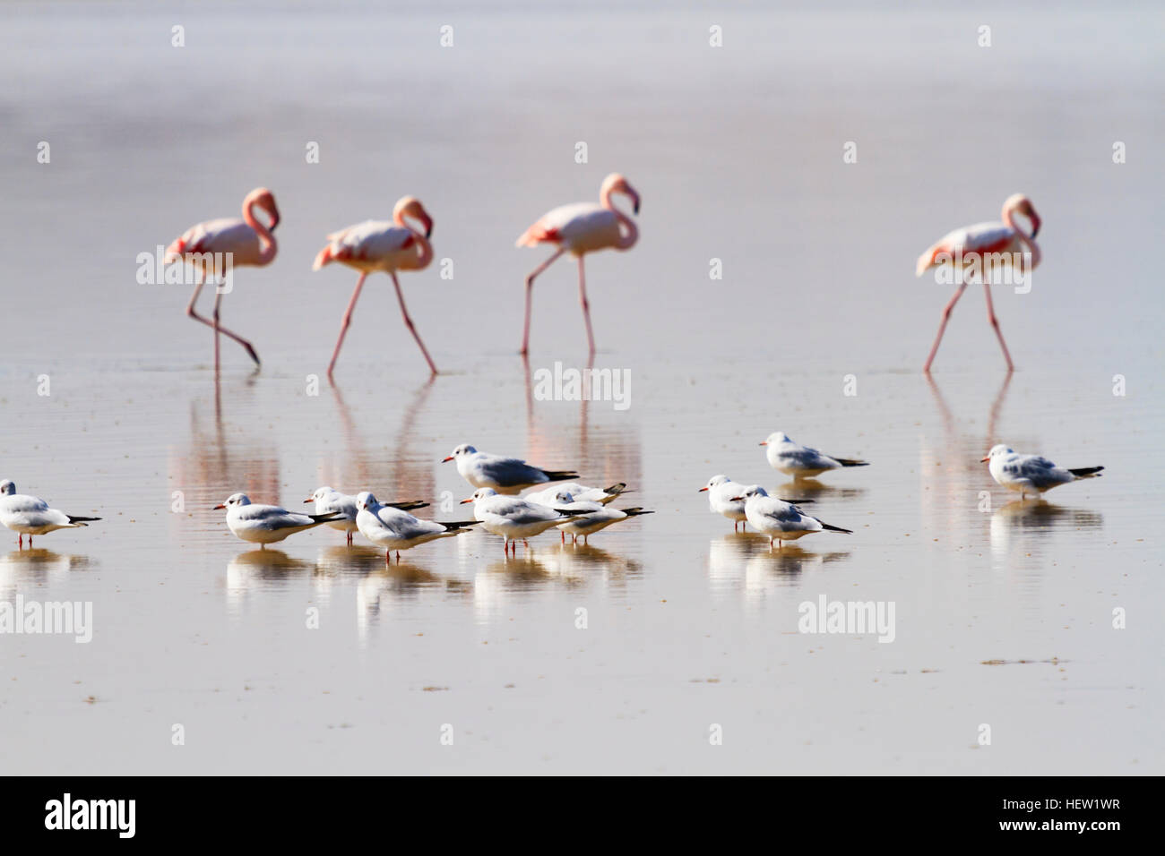 La migration annuelle de flamingo à Lac salé de Larnaca, Chypre.avec Black mouettes Banque D'Images