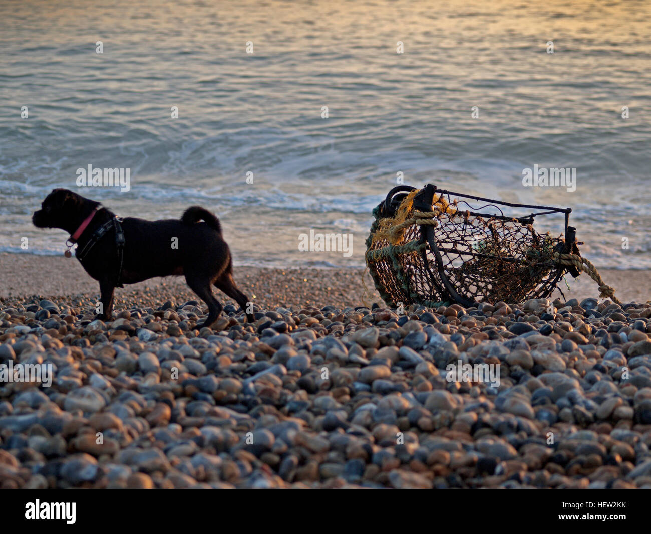 Un chien et un pot de homard sur la plage de Brighton Banque D'Images