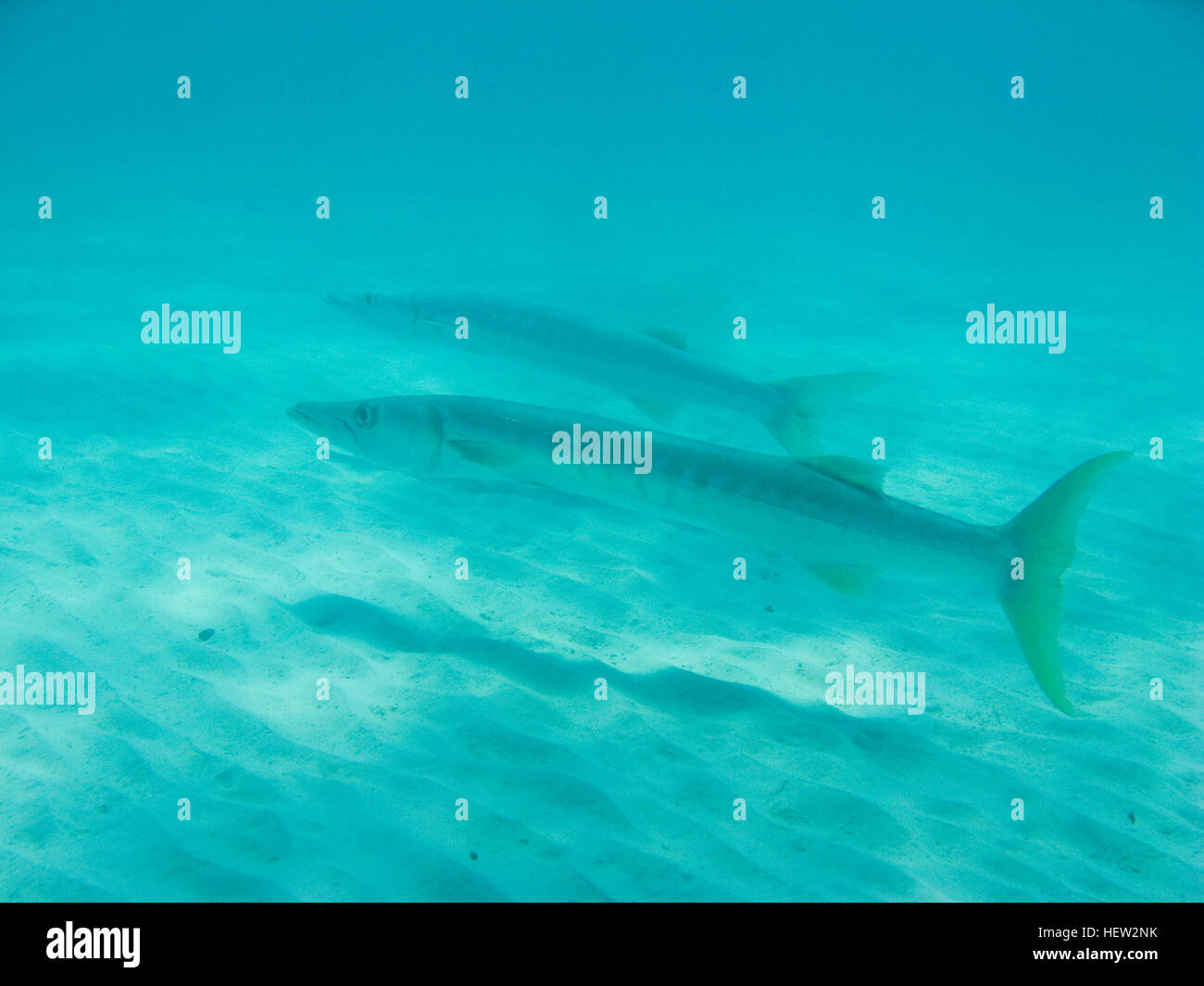 Barracuda géant, Plongée à Koh Tao. Banque D'Images