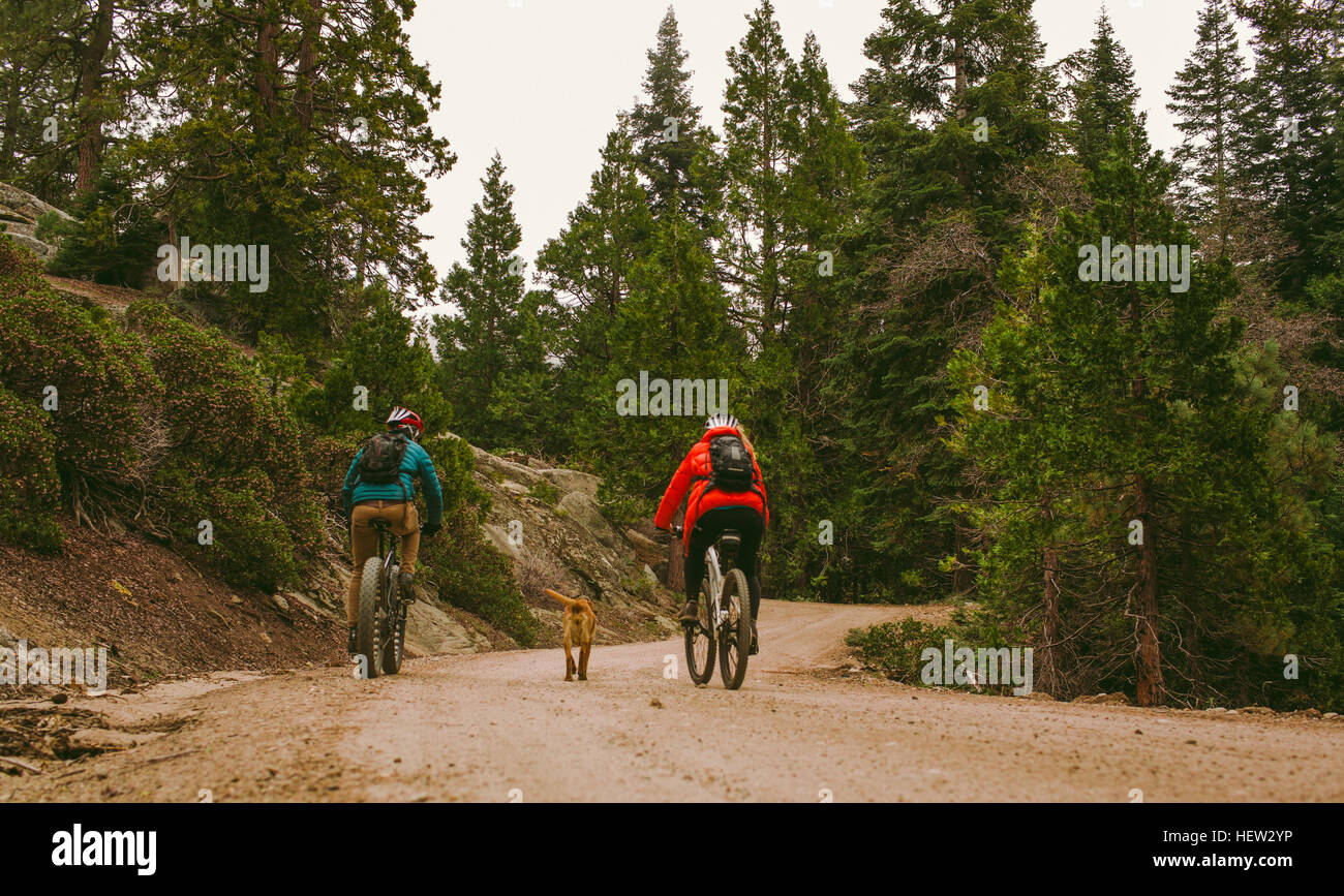 Chien de compagnie longeant les cyclistes, Sequoia National Park, California, USA Banque D'Images