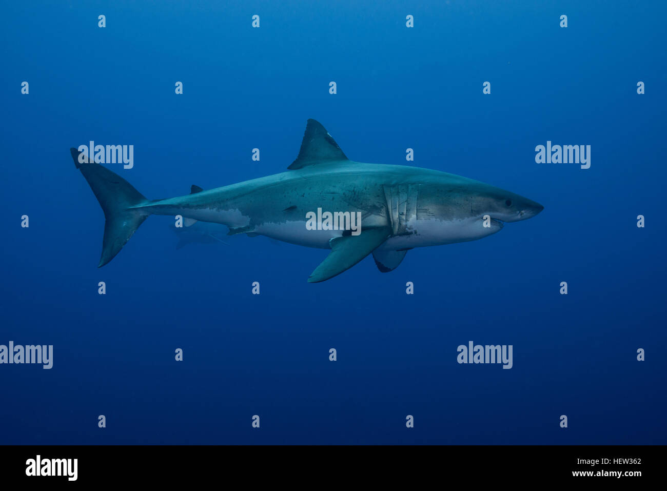 Vue latérale du sous-marin grand requin, l'île de Guadalupe, Mexique Banque D'Images