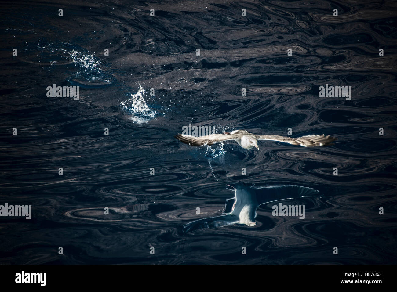 Seagull décollant de mer, l'île de Guadalupe, Mexique Banque D'Images