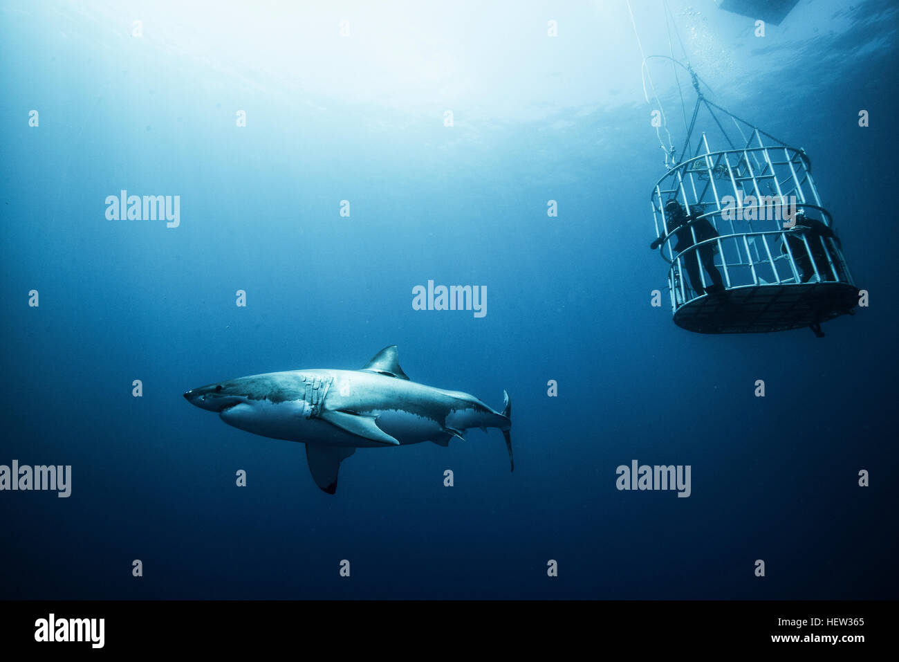 Grand requin cage chargée de plongeurs, l'île de Guadalupe, Mexique Banque D'Images