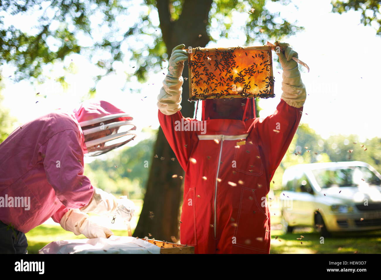 Deux châssis de levage apiculteurs de ruche Banque D'Images