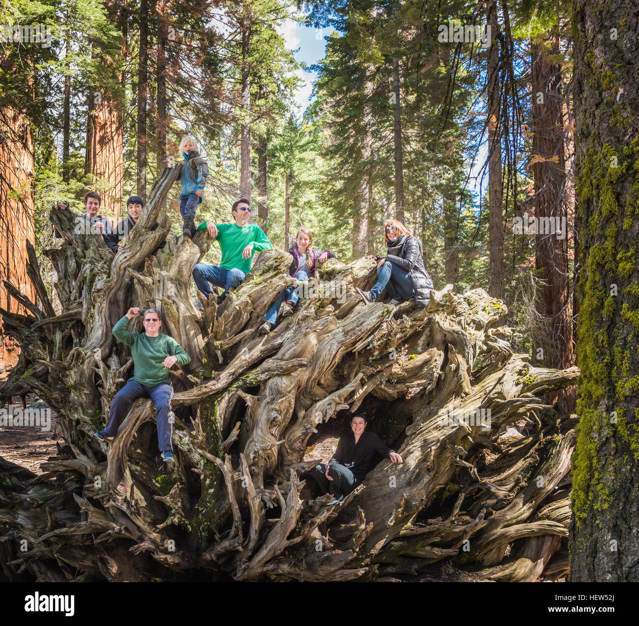 Groupe de personnes l'escalade sur le grand arbre racines, Sequoia National Park, Californie, USA Banque D'Images