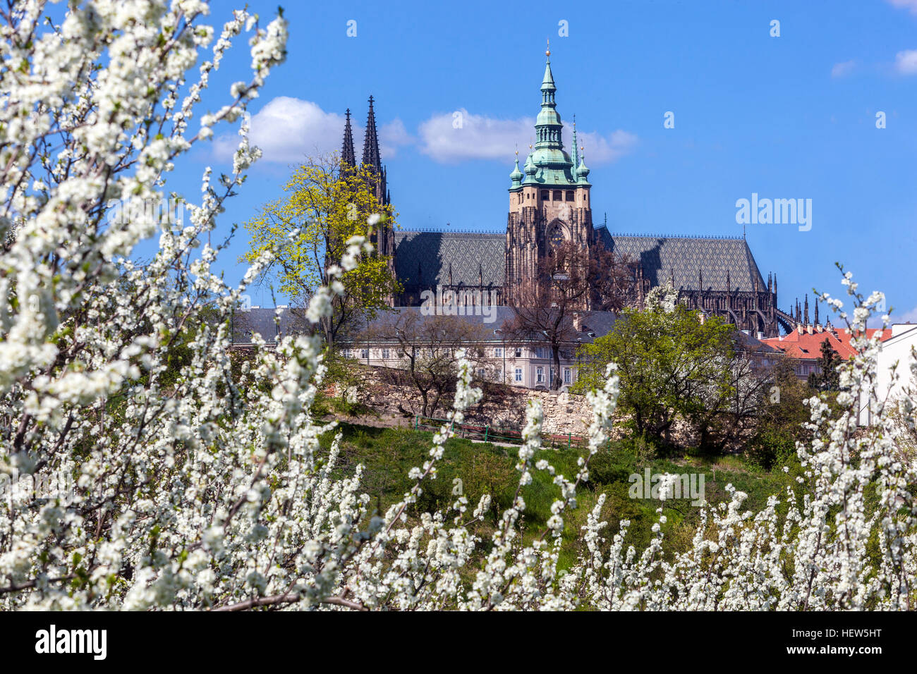 Cerisiers fleurissant Prague vue printanière Prague République tchèque Europe point de repère printanier de la ville européenne Monument Tour de la cathédrale de Prague à Hradcany Banque D'Images