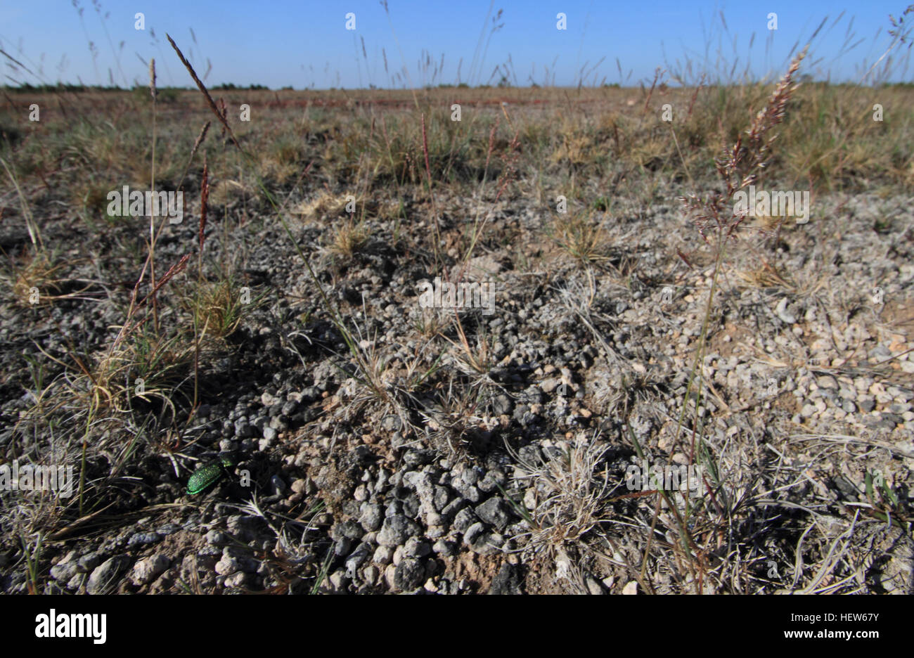 Les très rares espèces de carabes Callisthènes reticulatum dans son habitat indigène sur Öland Stora Alvaret sur en Suède. Banque D'Images