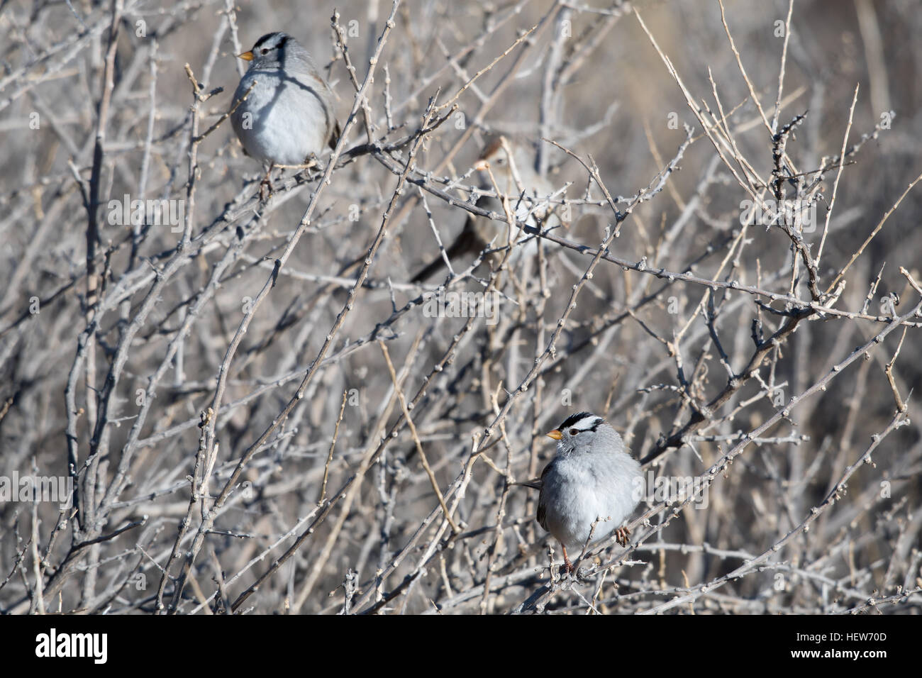 Bruant à couronne blanche (Zonotrichia leucophrys), Bosque del Apache National Wildlife Refuge, Nouveau Mexique, USA. Banque D'Images