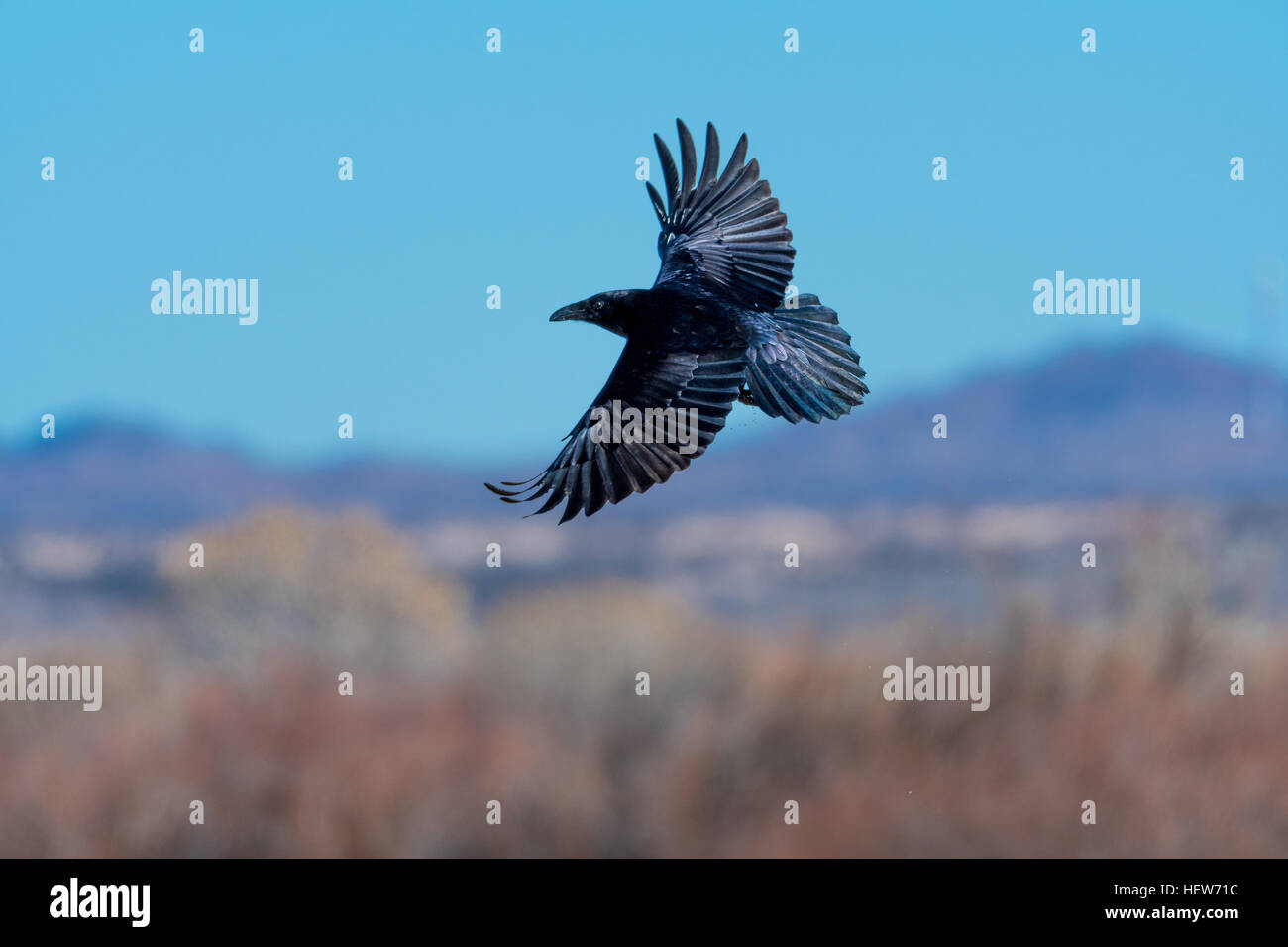 Grand Corbeau (Corvus corax), vol,. Bosque del Apache National Wildlife Refuge, Nouveau Mexique, USA. Banque D'Images
