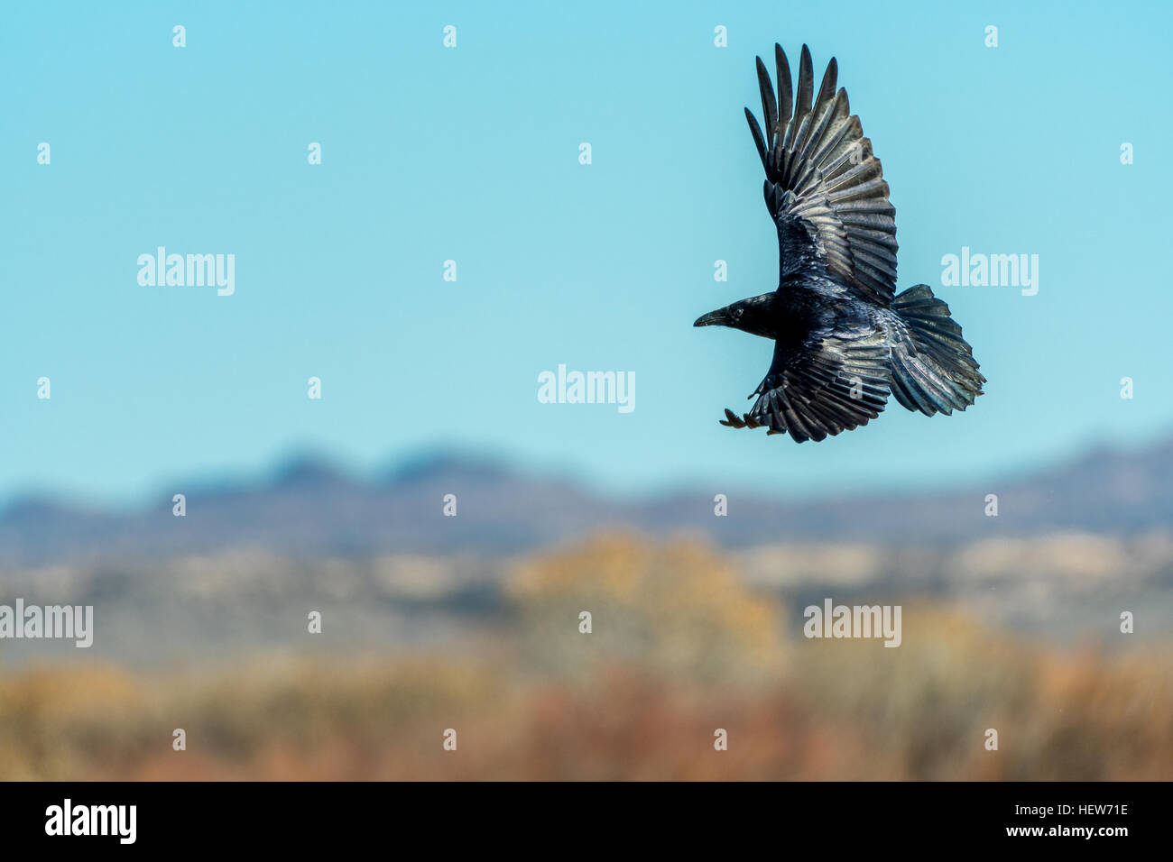 Grand Corbeau (Corvus corax), vol,. Bosque del Apache National Wildlife Refuge, Nouveau Mexique, USA. Banque D'Images