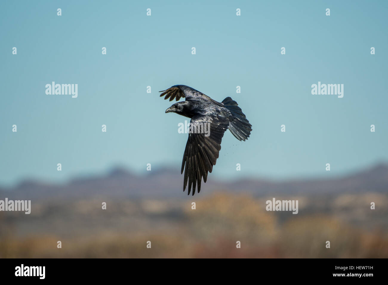 Grand Corbeau (Corvus corax), vol,. Bosque del Apache National Wildlife Refuge, Nouveau Mexique, USA. Banque D'Images