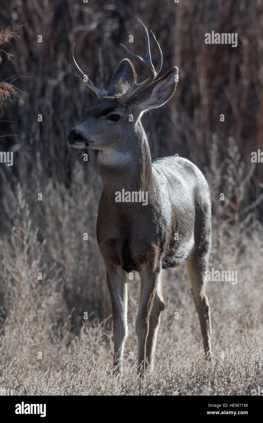 Rocky Mountain le Cerf mulet (Odocoileus hemionus hemionus), buck. Bosque del Apache National Wildlife Refuge, Nouveau Mexique, USA. Banque D'Images