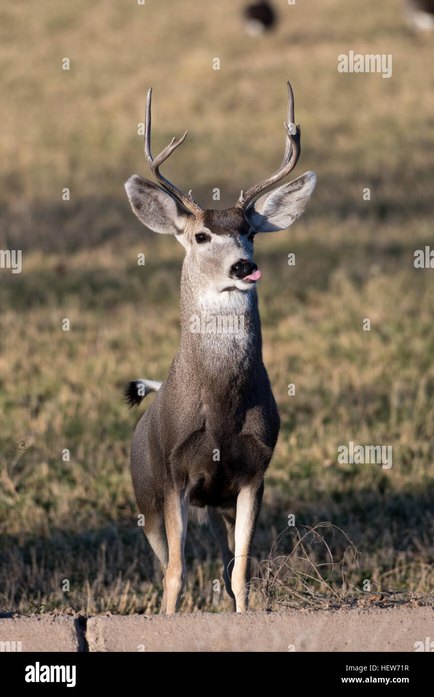 Rocky Mountain le Cerf mulet (Odocoileus hemionus hemionus), buck. Bosque del Apache National Wildlife Refuge, Nouveau Mexique, USA. Banque D'Images