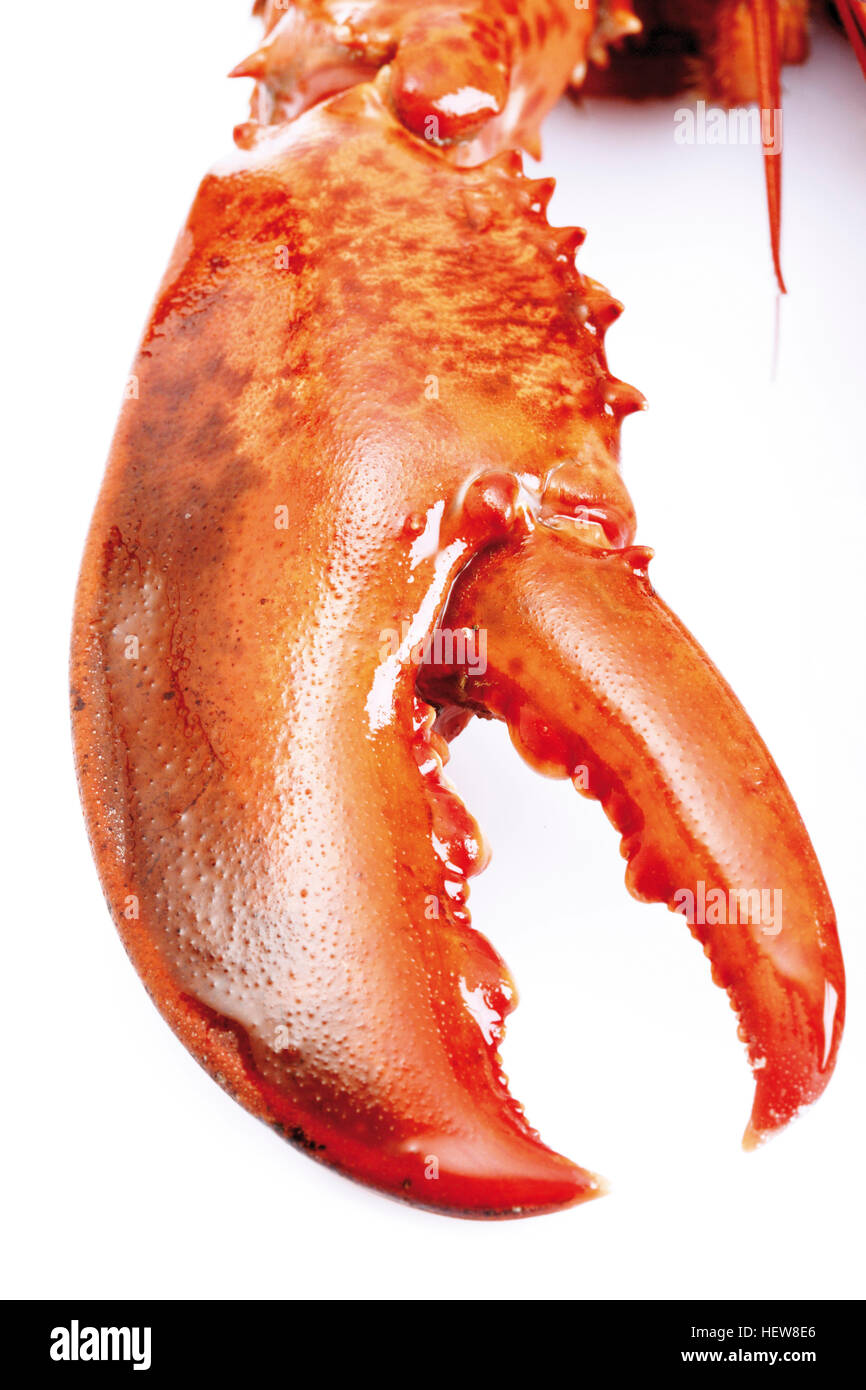 Pince de homard Photo Stock - Alamy