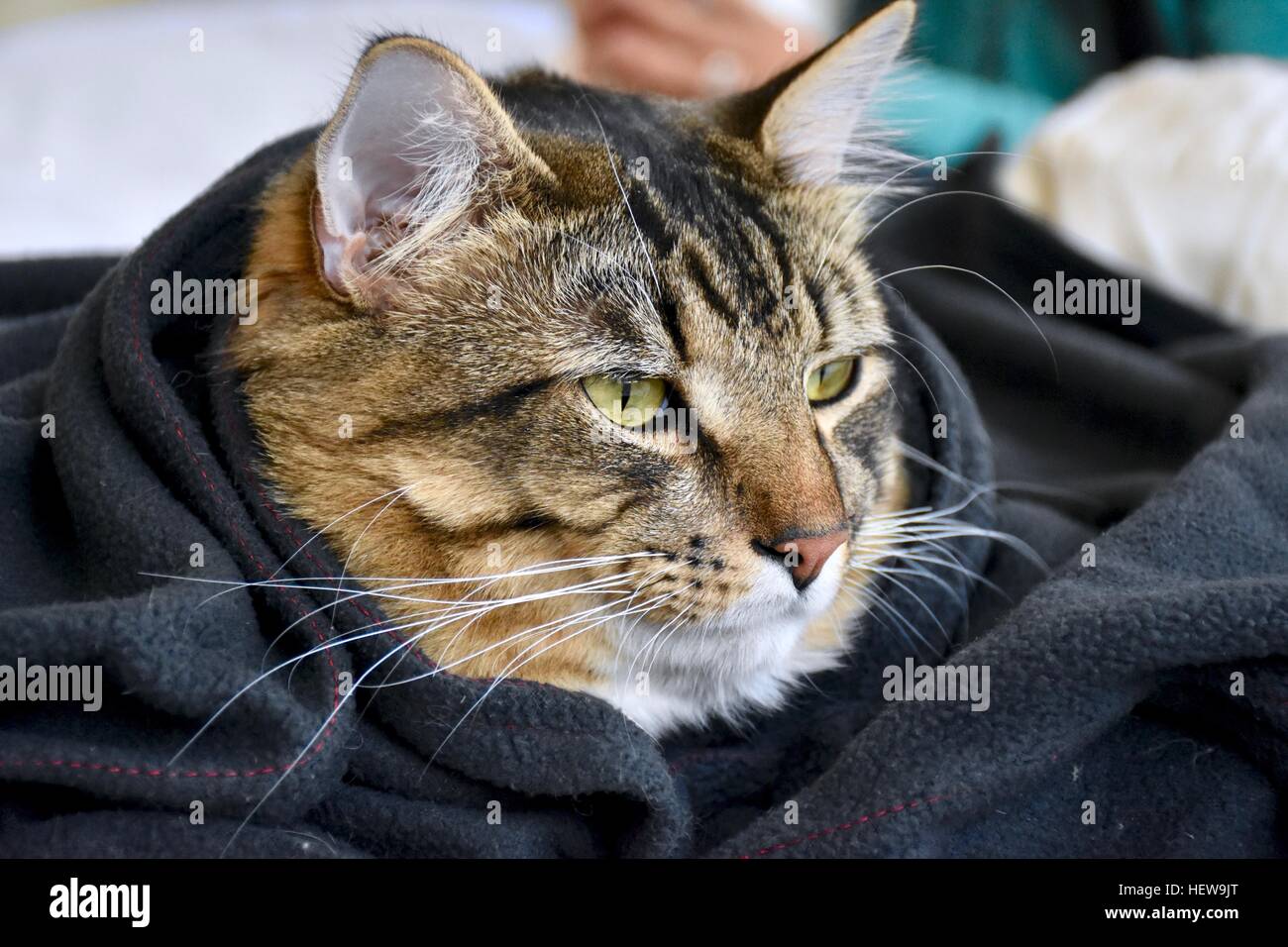 Un beau mâle tabby cat enveloppé dans une couverture bleue pour garder au chaud Banque D'Images