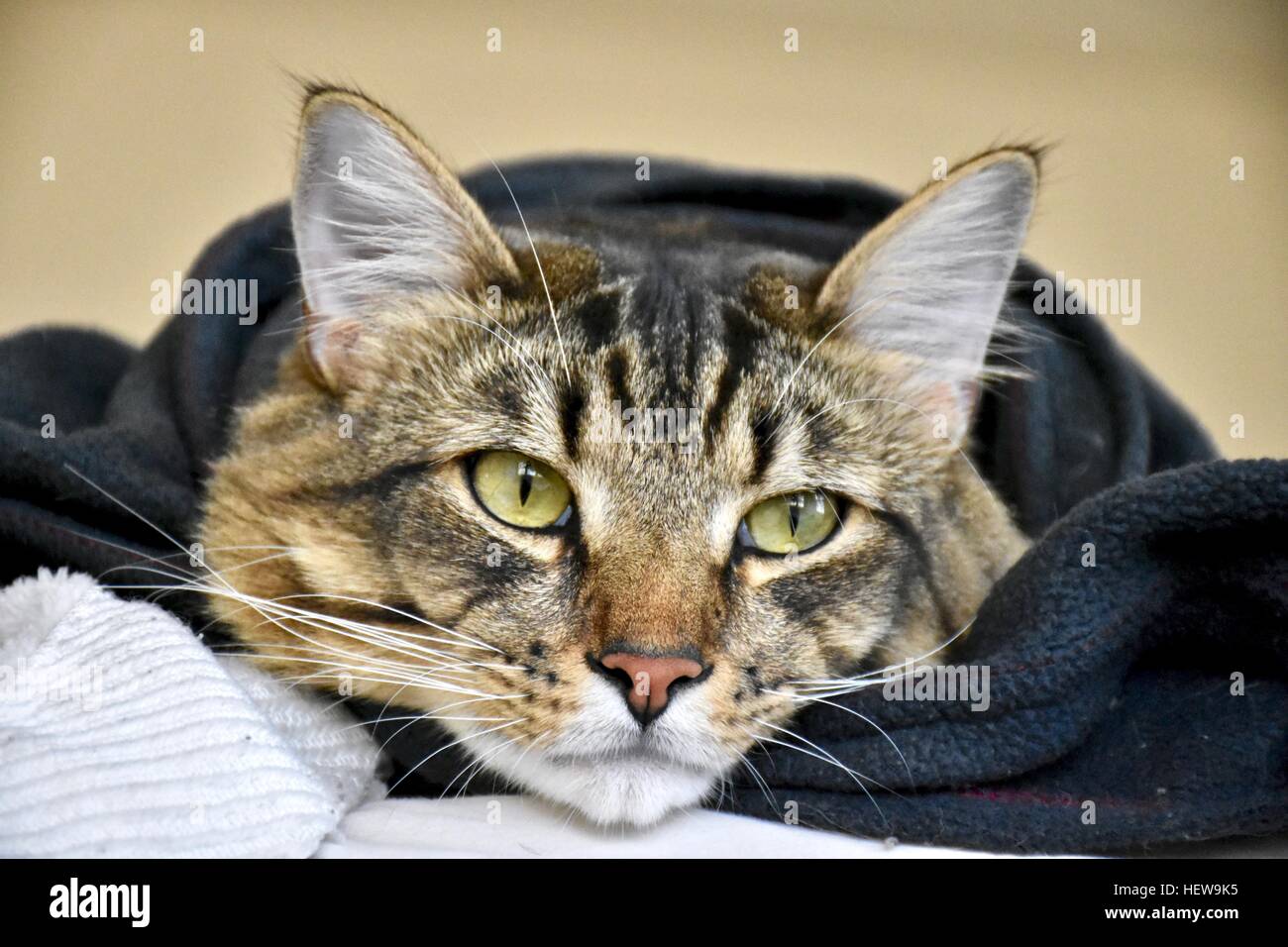 Un beau mâle tabby cat enveloppé dans une couverture bleue pour garder au chaud Banque D'Images