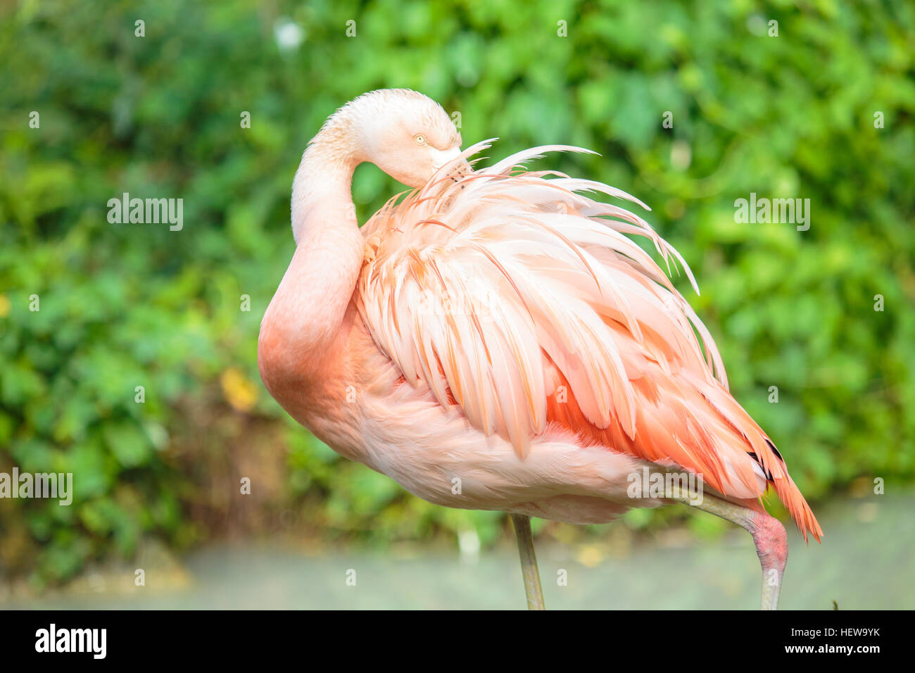 Un flamant du Chili, Phoenicopterus chilensis, avec le projet de loi sur le plumage de l'arrière. Ce grand oiseau est originaire de l'Amérique du Sud de l'Équateur et Pe Banque D'Images