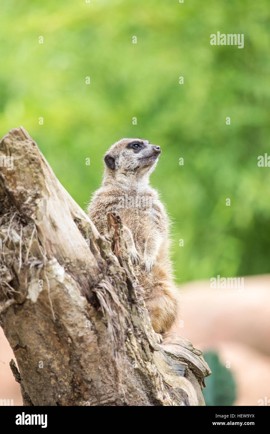 Un meerkat, Lynx lynx, debout sur un journal et à la voiture. Pour regarder dehors pour les prédateurs les suricates stand sentry, pour avertir les autres d'approcher dang Banque D'Images