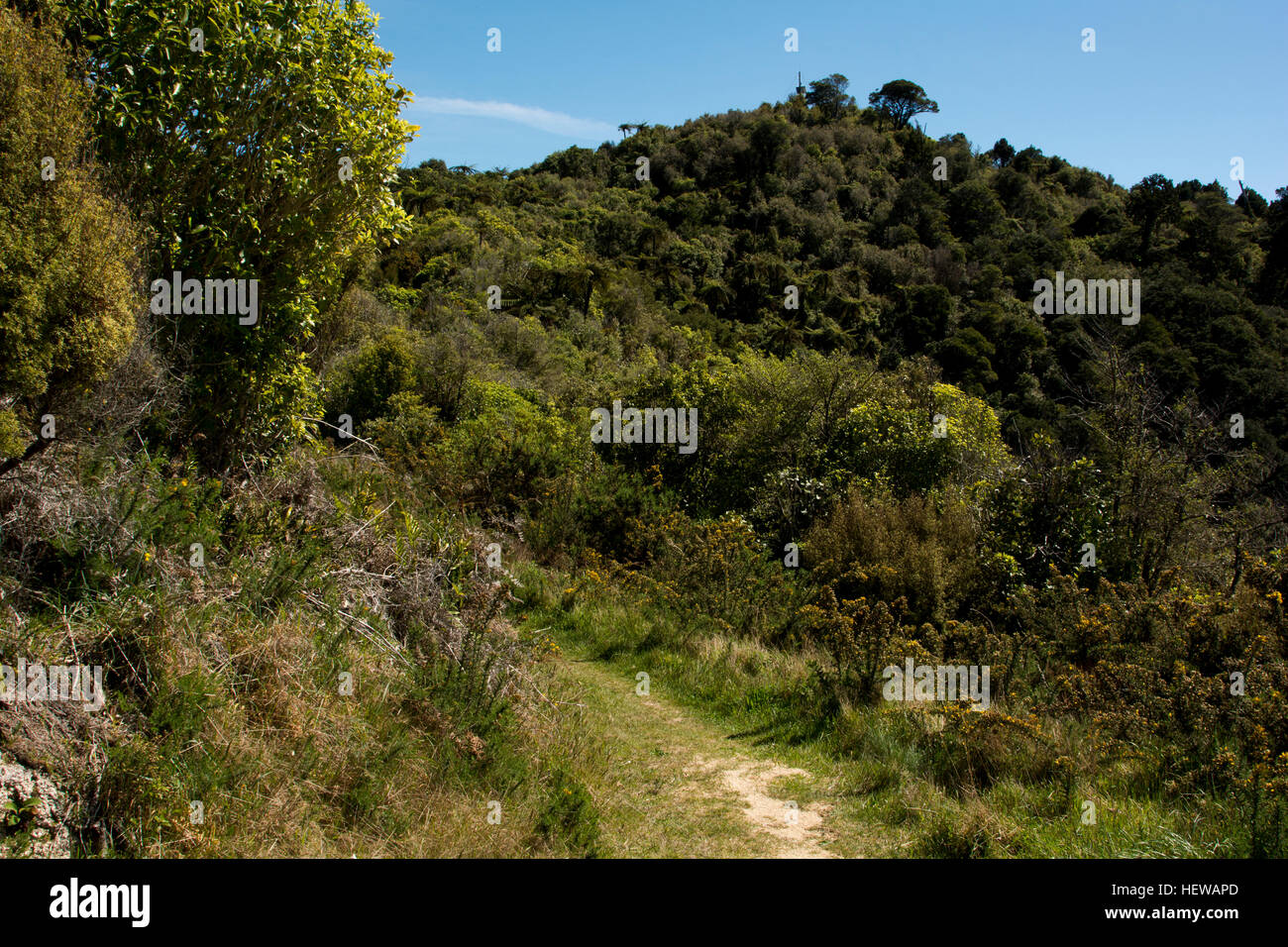 Pukatea traverse à pied dans la forêt en régénération très nord de l'île du sud de la Nouvelle-Zélande. Banque D'Images