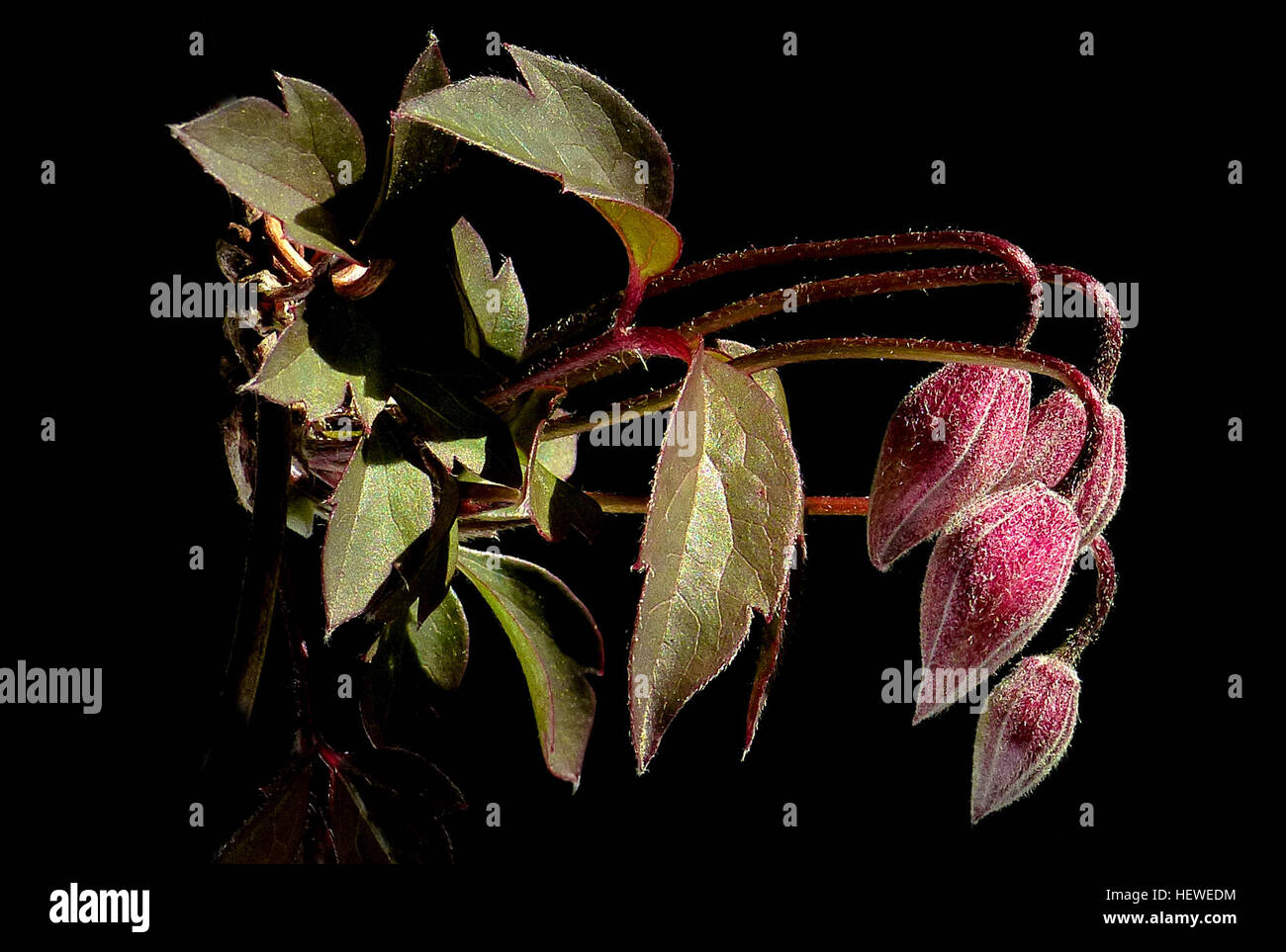 Clematis montana est une plante grimpante vigoureuse et décidue qui fleurit au début du printemps. Il produit des fleurs blanches à roses parfumées en grappes. Le feuillage est vert avec une pointe de bronze et c'est un grimpeur robuste à croissance rapide qui nécessite un système de soutien pour une croissance optimale. Banque D'Images