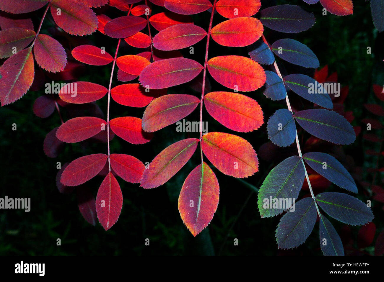 Les feuilles d'automne rouge vert orange Banque D'Images