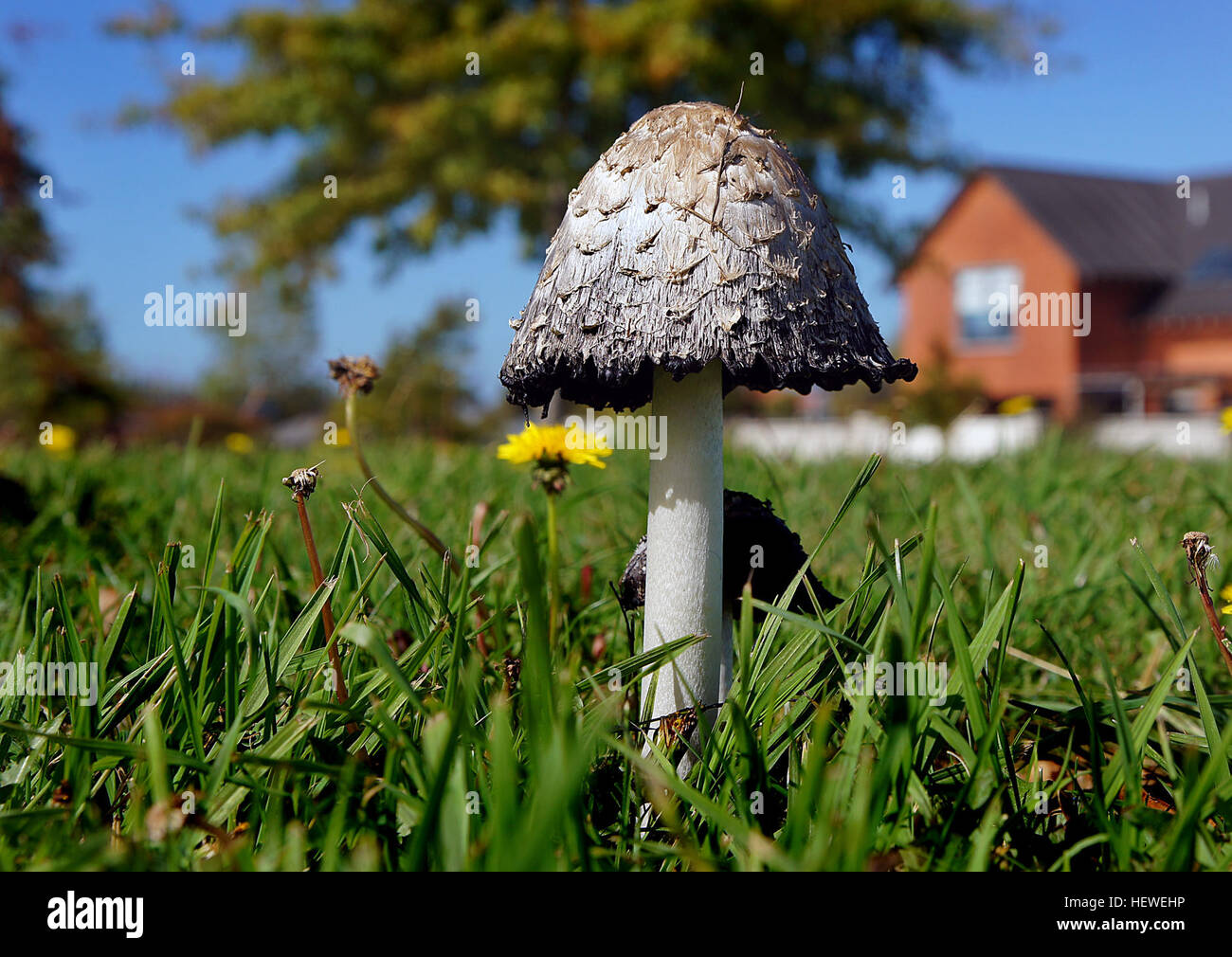 Coprinus comatus, également connu sous le nom de bouchon d'encre shaggy ou perruque d'avocat, est une espèce de champignon trouvée dans les pelouses, les routes de gravier et les zones de déchets. Il est reconnu pour son aspect shaggy distinctif, qui ressemble à une perruque. Le champignon est couramment trouvé dans les régions tempérées et est souvent observé à la fin de l'été ou à l'automne. Il est comestible lorsqu'il est jeune, bien qu'il devrait être consommé avec prudence car il peut devenir toxique s'il n'est pas préparé correctement. Banque D'Images