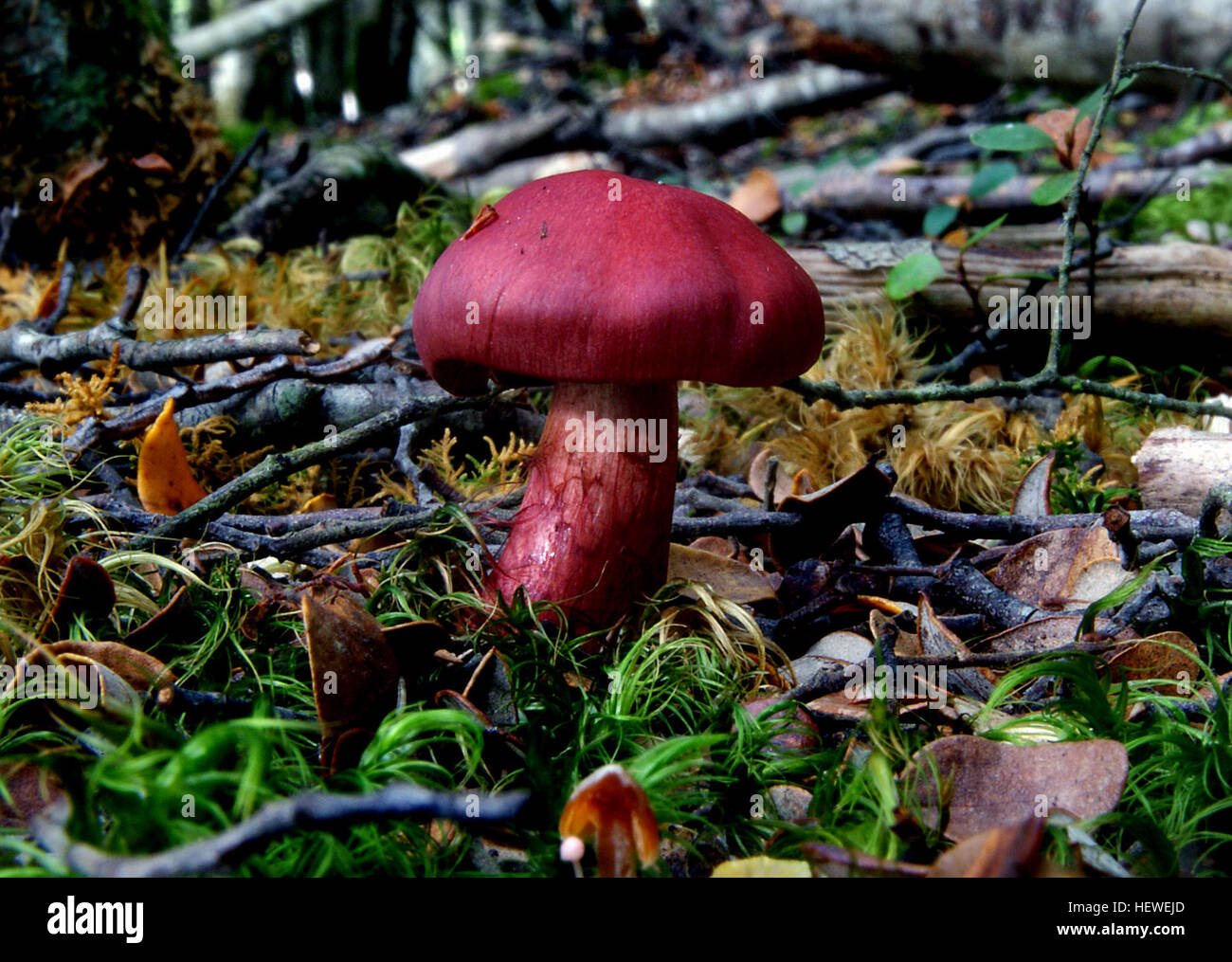 Cortinarius semisanguineus est un champignon de taille moyenne avec un capuchon brun pâle à ocre, et des branchies rouge sang. Il appartient au genre Cortinarius, un groupe appelé webcap Banque D'Images