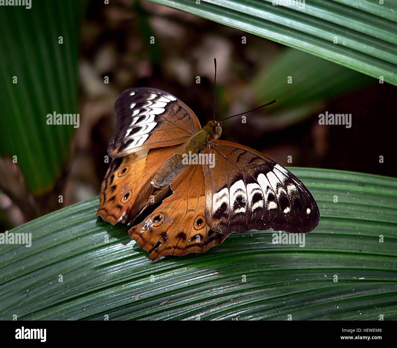 L'homme papillon Cruiser est brun-orange avec une fine bordure noire autour de la partie supérieure des ailes, deux petites taches oculaires sur les ailes postérieures, et de petites taches noires près de l'aile des bords. La femelle papillon a tout à fait différents marquages. Le côté supérieur de la femelle a les extrémités foncées à l'aile antérieure et d'une large bande pâle à travers le centre de chaque aile qui continue sur le bord d'attaque de l'aile postérieure. La femelle possède également deux petites taches oculaires sur chaque bord. Banque D'Images