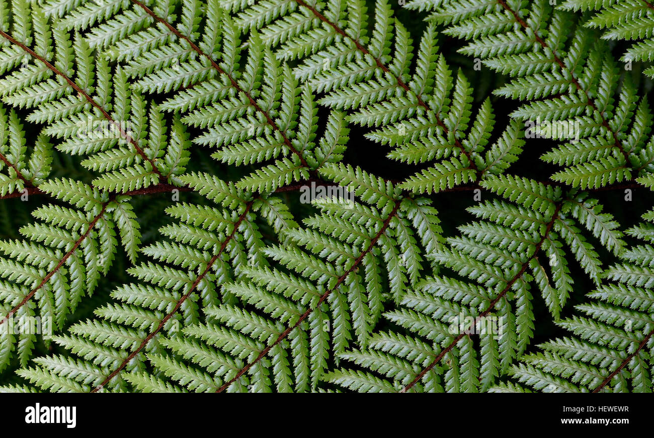 Dicksonia squarrosa, connue sous le nom de Wheki, est la fougère la plus commune de Nouvelle-Zélande, remarquable pour sa croissance rapide et son adaptabilité. Il présente des frondes dures, vert foncé avec des dessous pâles, prospérant dans diverses conditions. Banque D'Images
