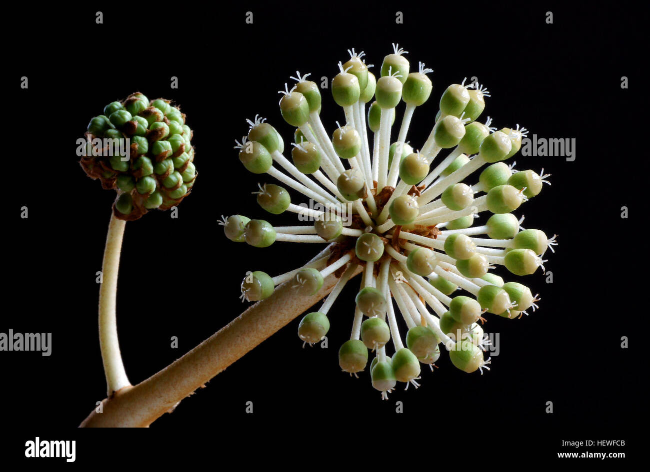 Fatsia japonica est le plus particulier de tous les arbres avec de grandes feuilles palmées. Les feuilles lobées peut atteindre 16 pouces de diamètre et fournir contraste dans l'jardin d'ombre. Il peut être cultivé dans des plantations sur les sites plus importants ou qu'un spécimen dans les petits jardins. Les cultiver avec fougères pour le contraste et il est excellent lorsque mélangé avec de grandes plantations de rhododendrons pour soulager la monotonie de l'obscurité, moyen feuillage persistant. Drumstick-comme des fleurs sont en apparence, mais d'un autre monde ajouter à la spécificité de cet arbuste. Avec l'habituelle des plantes vivaces forestiers comme graines hellébores, hostas, un sceau de l'solomn Banque D'Images