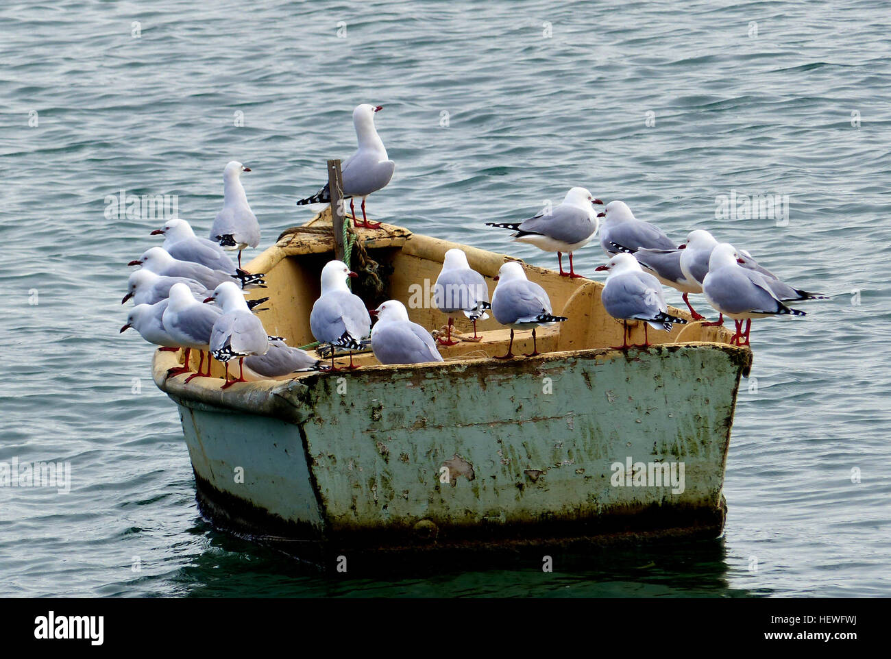 Les mouettes, souvent vues autour des zones côtières, sont un sujet courant dans la photographie de la nature. Ils sont fréquemment repérés près des bateaux et dans les ports, ajoutant au charme des scènes de front de mer. Banque D'Images