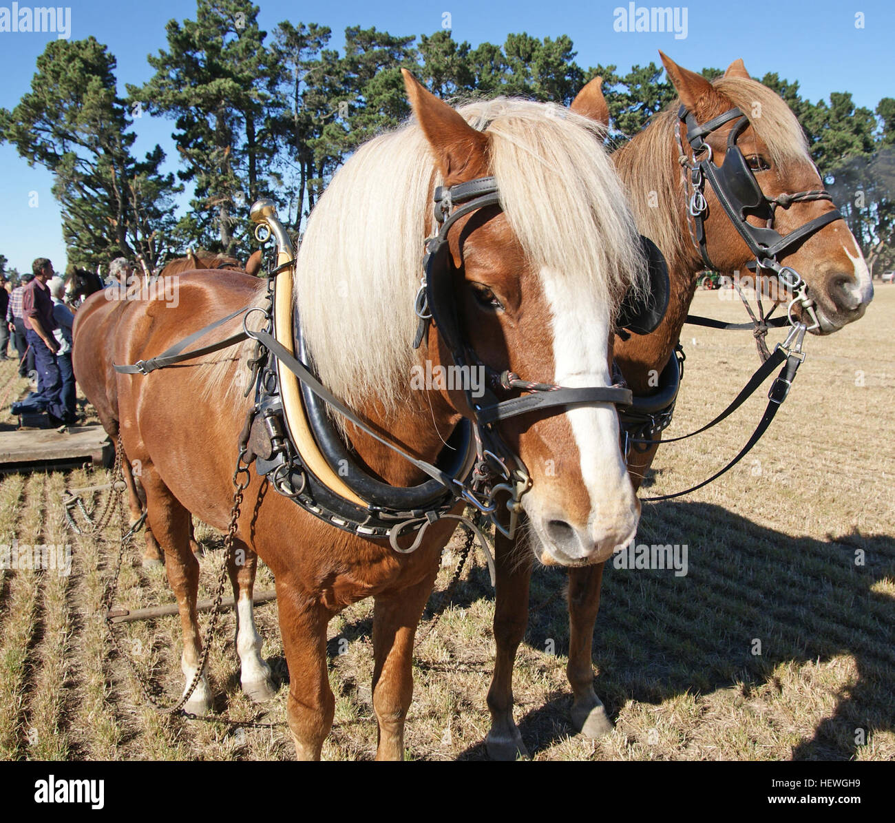 La Charrue (UK) ou charrue (Nous, les deux /ˈPlaʊ/) est un outil (ou machine) utilisés en agriculture pour la culture initiale du sol en vue de l'ensemencement ou la plantation de semences de desserrer ou de tourner le sol. Charrues sont traditionnellement tirées par des animaux tels que les chevaux ou les bovins, mais dans des temps modernes peuvent être tirées par des tracteurs. Une charrue peut être fait de bois, de fer, ou cadre en acier avec une lame ou un bâton utilisé pour couper la terre. Il a été un instrument de base pour la plupart de l'histoire enregistrée, bien que des références écrites à la charrue n'apparaissent pas dans l'anglais jusqu'à 1100 de notre ère, date à laquelle elle est mentionnée fréquemment. Banque D'Images