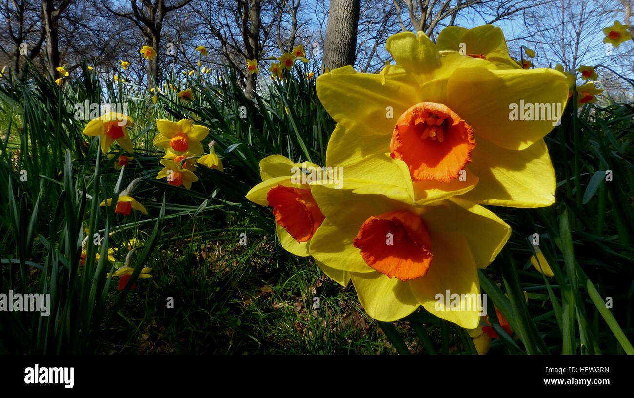 Sunny Jaune Jonquilles Sont Un Merveilleux Signe Que Le