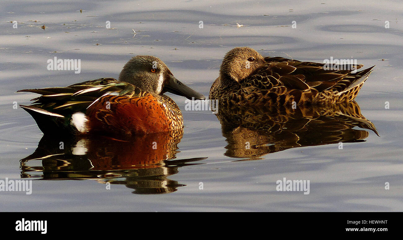 Ce canard de taille moyenne est connu pour son grand bec noir en forme de cuillère et sa coloration distinctive. Les mâles ont un plumage bleu-gris, tandis que les femelles sont marbrun tacheté, les deux espèces présentes dans les milieux aquatiques. Banque D'Images