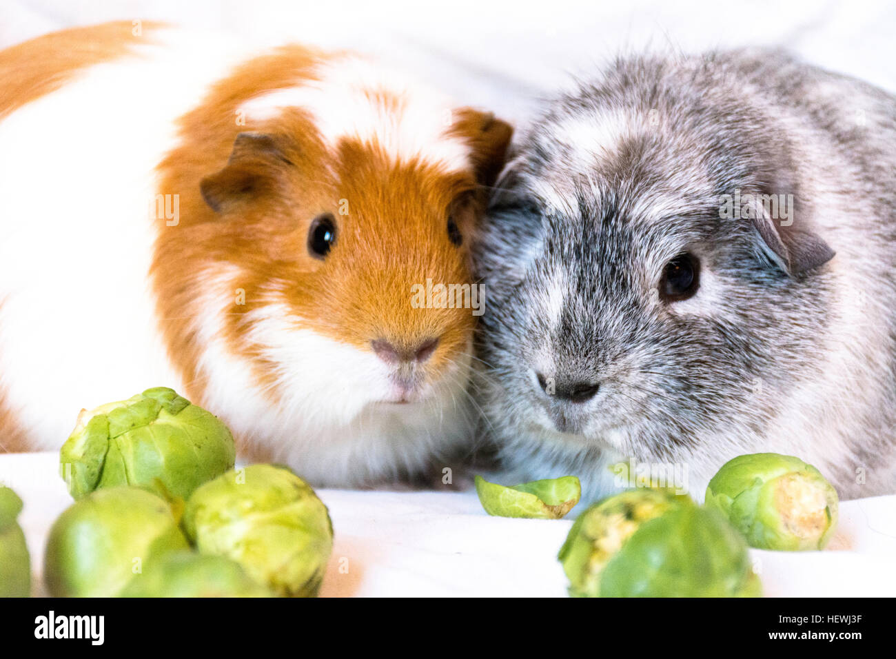 2 cobayes avec quelques choux de bruxelles Banque D'Images